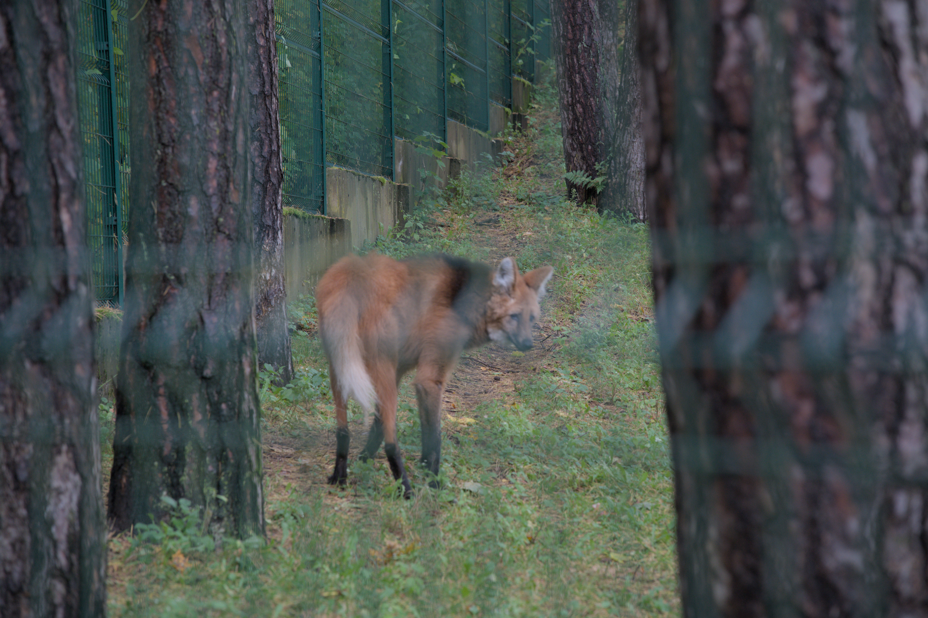 2025/10/12 - zoo/DSC_0057.jpg